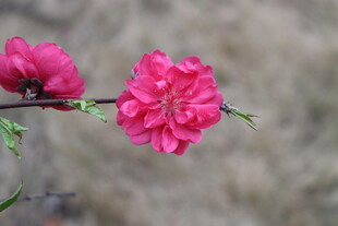 桃花
