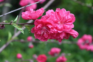 桃花