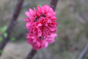 桃花