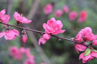 桃花
