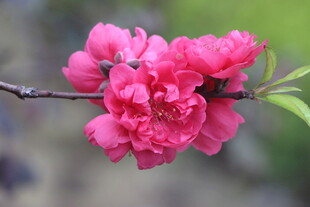 桃花盛开