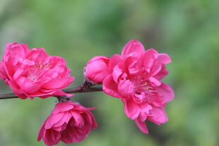 桃花盛开