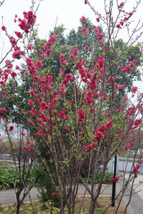 桃花树