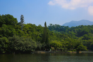 仙湖 植物园