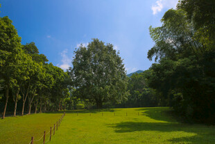 仙湖 植物园 榕树