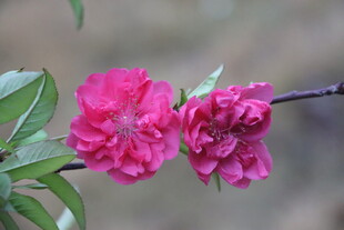 桃花