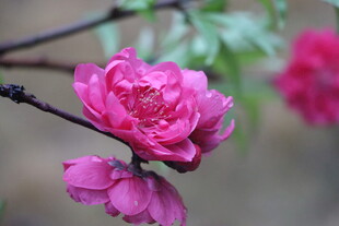 桃花