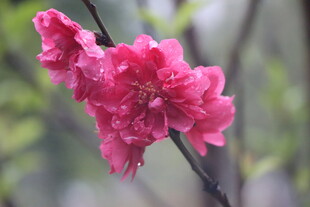 桃花