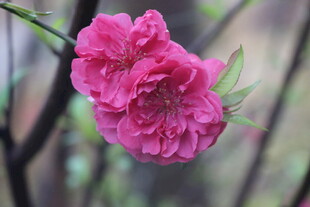 桃花