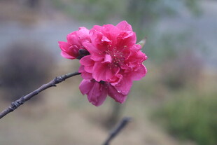 桃花