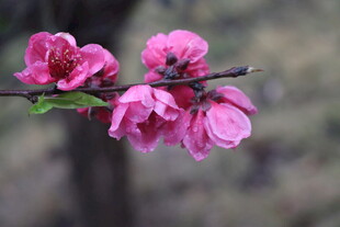 桃花