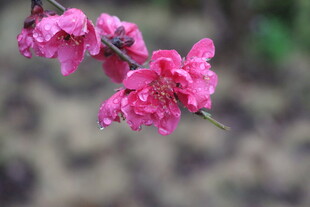 桃花