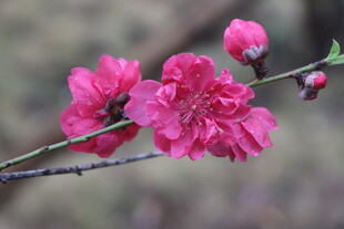 桃花