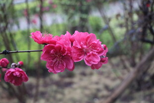 桃花