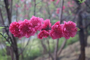 桃花