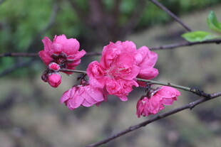 桃花