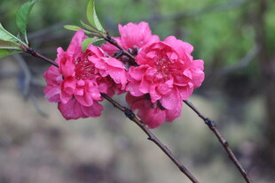桃花