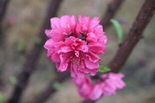 桃花