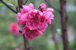 桃花
