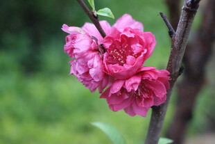 桃花