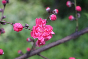 桃花