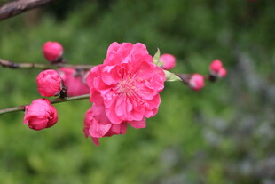 桃花