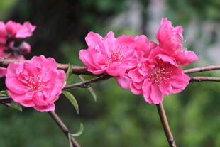 桃花