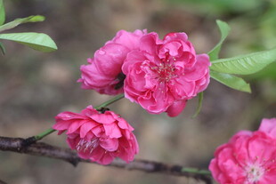 桃花