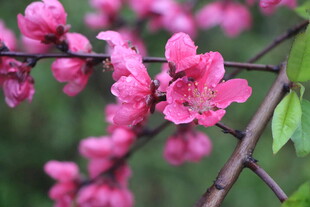 桃花