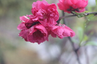 桃花盛开