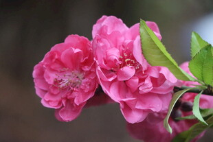 桃花