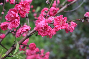 桃花