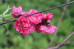 桃花盛开