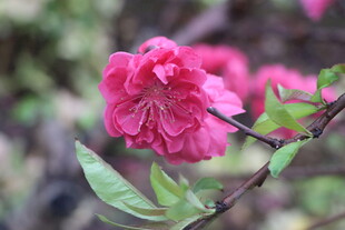 桃花