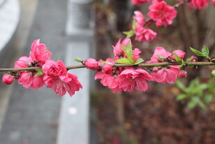 桃花盛开