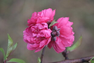 桃花
