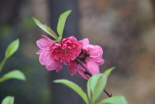 桃花