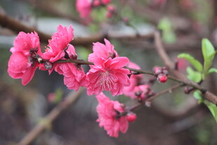 桃花