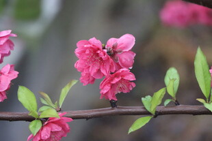 桃花