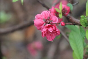 桃花