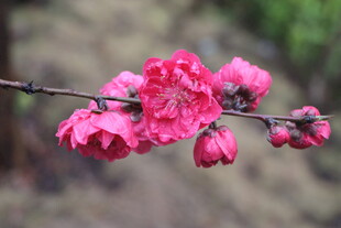 桃花