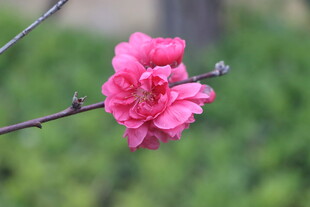 桃花