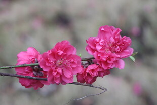 桃花盛开