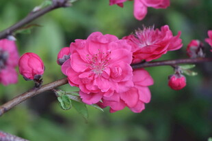 桃花盛开