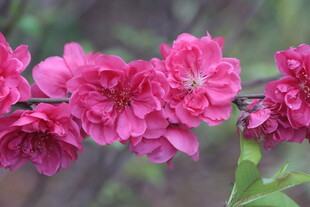 桃花盛开