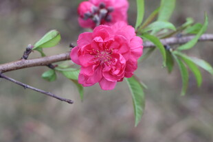 桃花