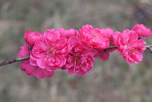 桃花盛开