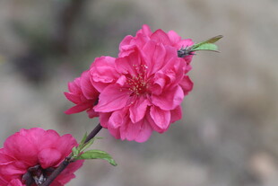 桃花