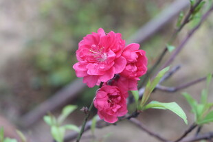 桃花