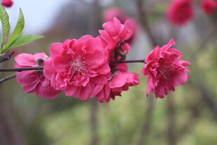桃花盛开